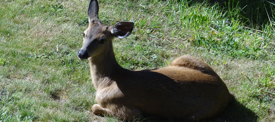 Palisades Condominiums, Lincoln City, Oregon