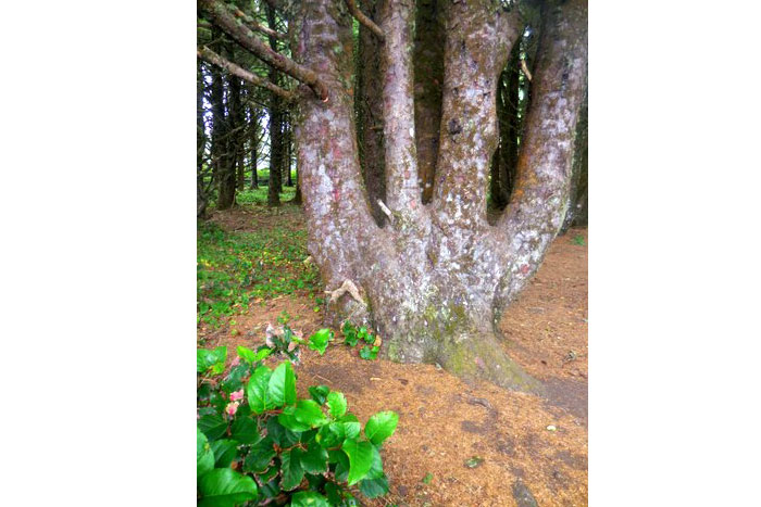 Palisades Condos beautiful scenery