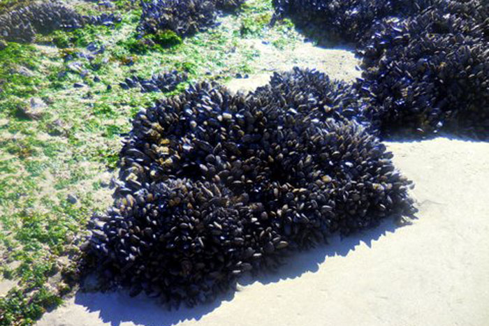 Palisades Condos nearby beaches