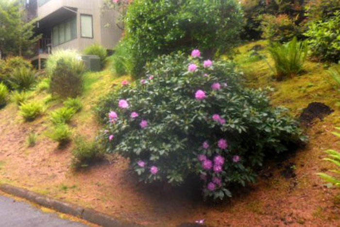 Palisades Condos Buildings and Landscaping