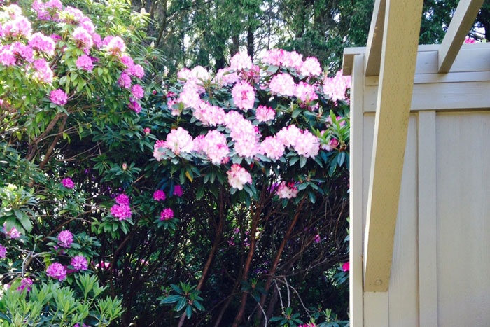 Palisades Condos Buildings and Landscaping